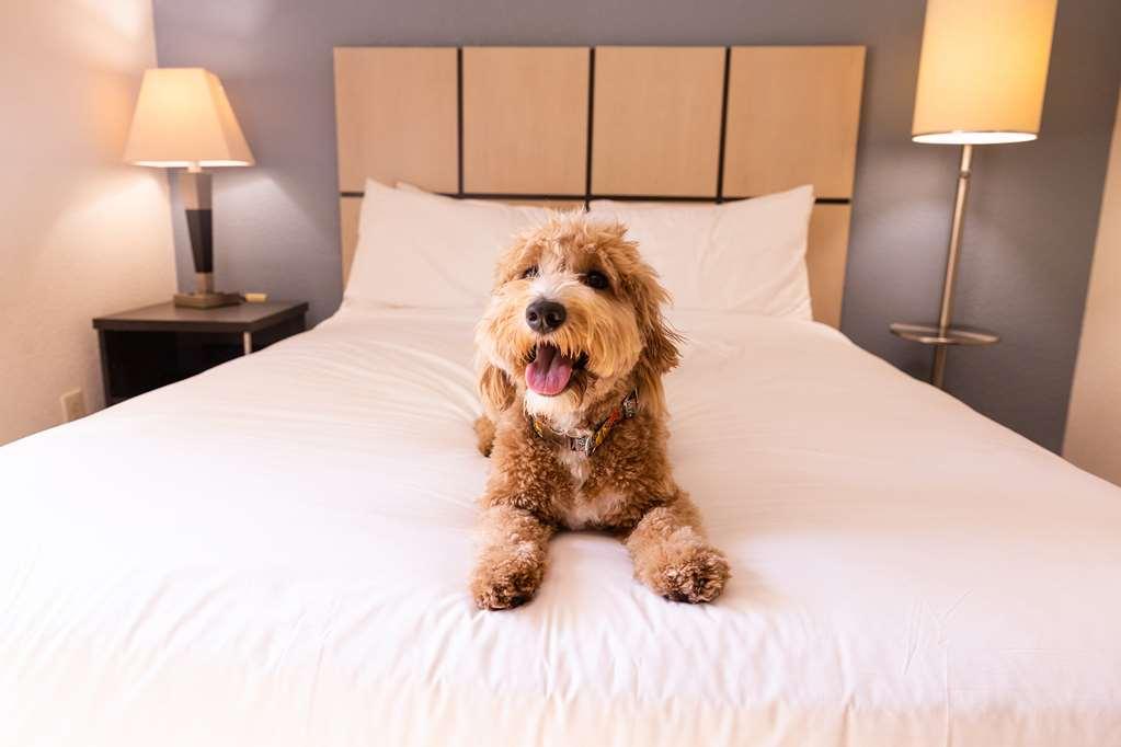 Sonesta Simply Suites Phoenix Tempe Zimmer foto
